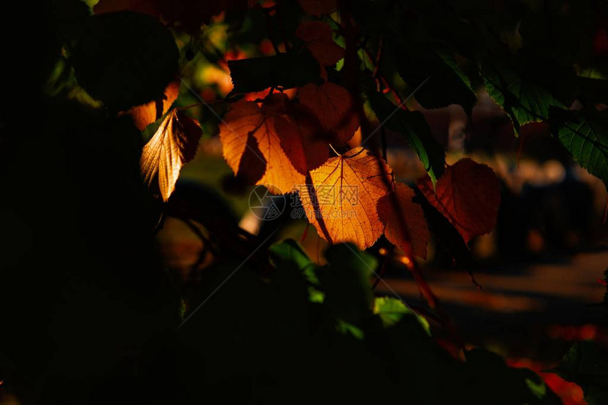 秋色橙叶的棕黄色树叶自然图片