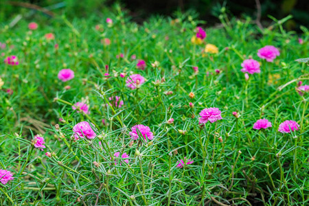 常见的马齿苋VerdolagaPigweedPusley花园中的花朵图片