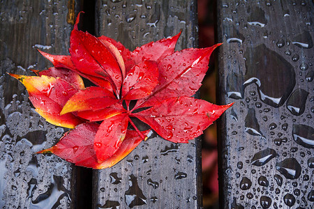 红叶黑长凳和雨滴图片