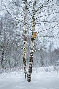 森林里下雪的冬天树枝上是雪图片