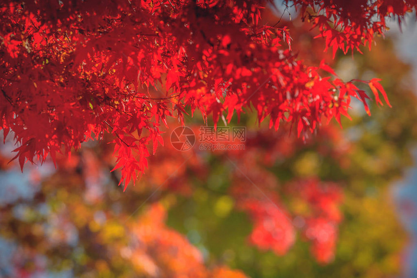秋红黄的日本青叶在花图片