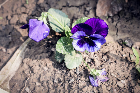 在阳光下生长的野花朵一颗心形紫罗兰花瓣绿叶图片