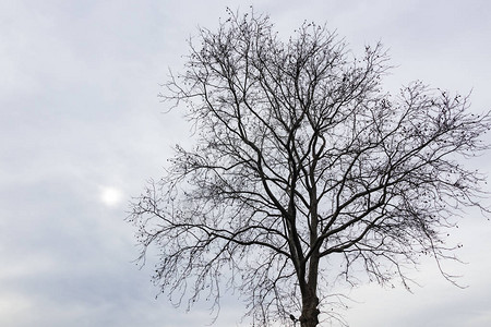 冬天的树和多云的天气图片