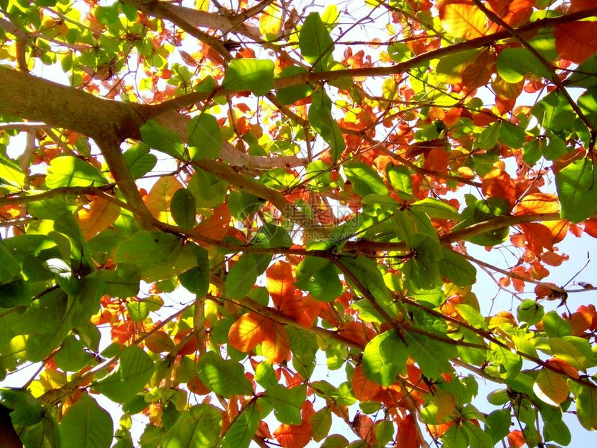 在初夏时节泰国清迈五颜六色的树叶图片