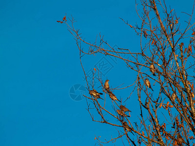 春天鸟儿栖息在树上图片