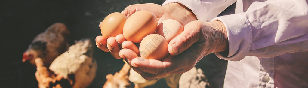 鸡肉家鸡蛋在手里选择聚焦农场背景图片