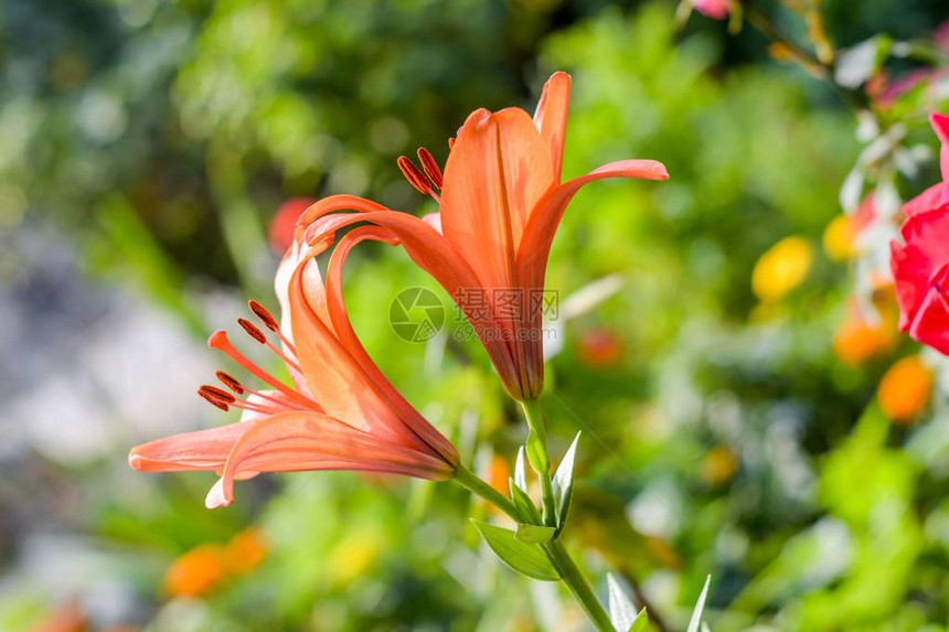 两朵粉红色和橙色的花喇叭藤或喇叭藤Campsisradicans图片