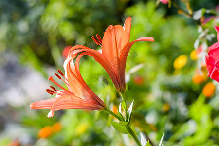 两朵粉红色和橙色的花喇叭藤或喇叭藤Campsisradicans图片