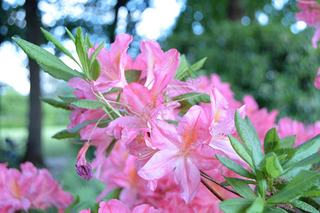 夏季在城市公园的花朵hodod图片