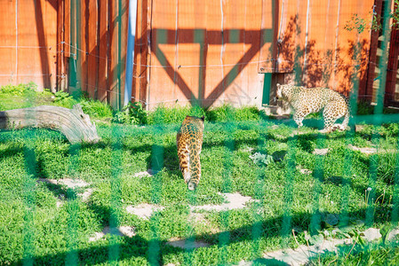 动物园里的豹子图片