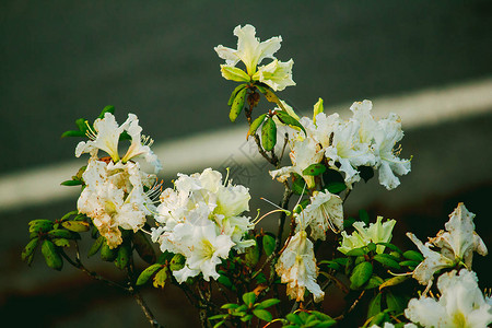 杜鹃花是茵他侬公园杜鹃花属开花植物的姓氏图片