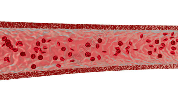 在动脉中的血细胞3图片