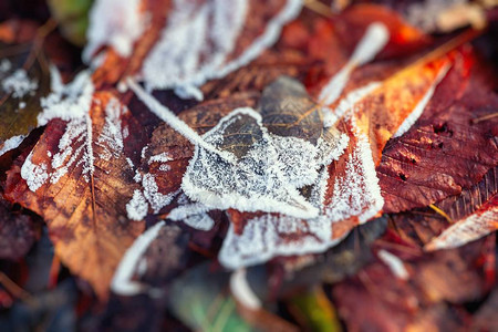 秋天冬的颜色叶霜冻寒冷自然图片
