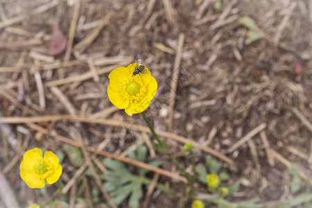 蜜蜂以花粉和花蜜为食图片