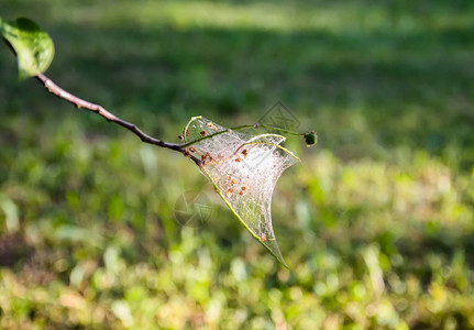 春天公园树枝上的蜘蛛网是鸟樱图片