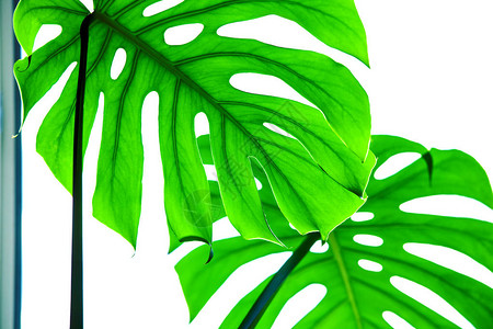 白色背景的绿色叶子不同绿色和热带的调图片