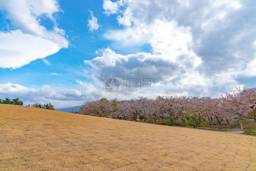 三川口樱桃花节图片