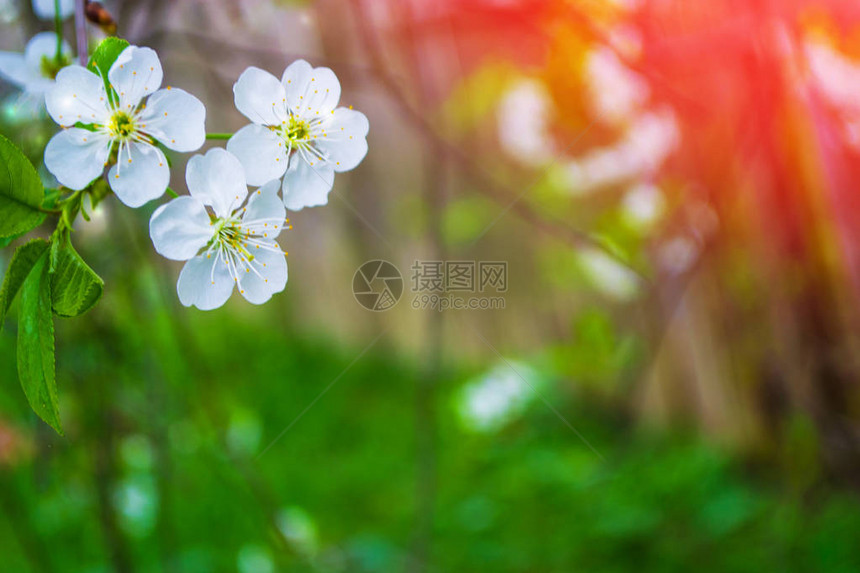 模糊明亮的枝樱花鲜图片