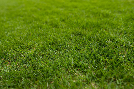 公园里的绿色草坪甸图片