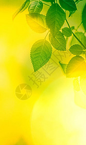 春天的鲜叶和阳光拯救自然健康环境和生物能源概念绿图片