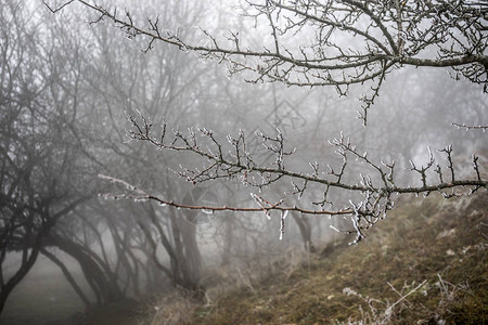 白霜初寒冬天的树枝上覆盖着冰冷的白霜初霜寒冷天气结冰的水霜和白霜微距拍摄初冬背景