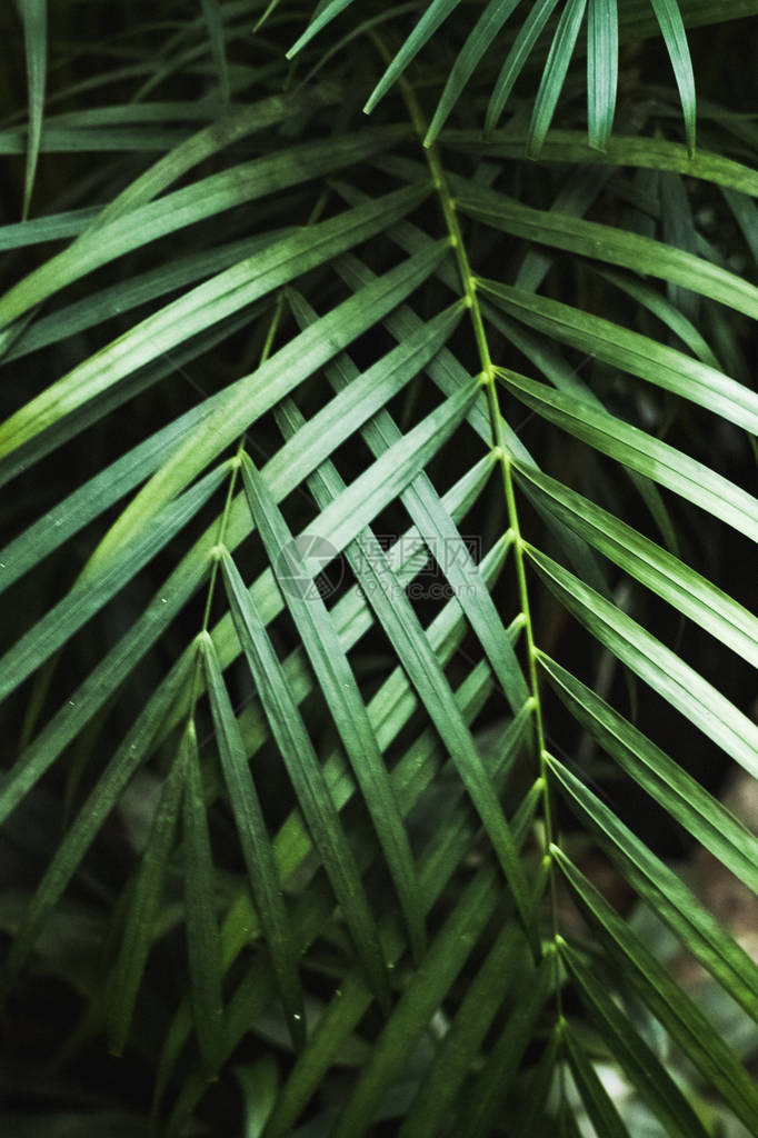 生长在野生热带森林植物中的绿色薄棕榈叶植物图片