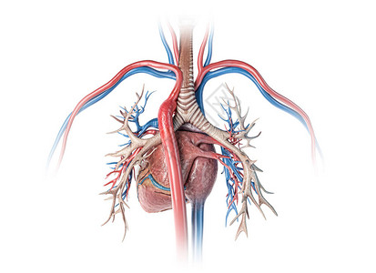 人类的心脏与血管和支气管树密闭后视线图片