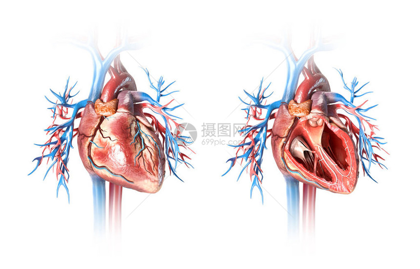 人类心脏的截面和无切面有容器在白图片