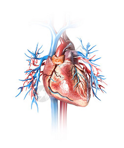 人类的心脏与血管紧密相连孤立图片