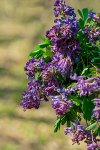 紫色野花花束图片