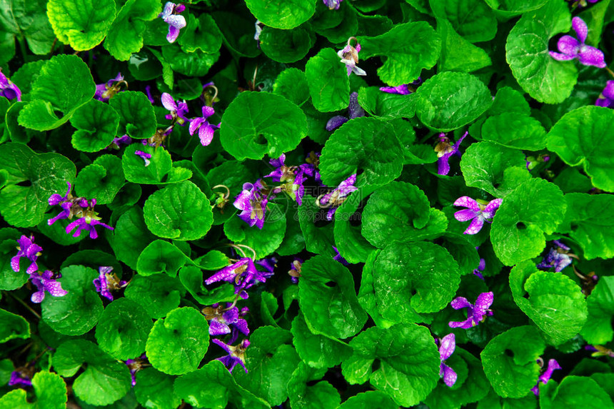 新绿叶背景有水滴蓝色的绿色紫罗兰草和图片