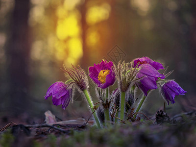 莲紫色密室展开美丽的森林5图片