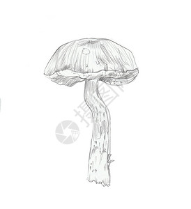 铅笔秋棕莓蘑菇图片