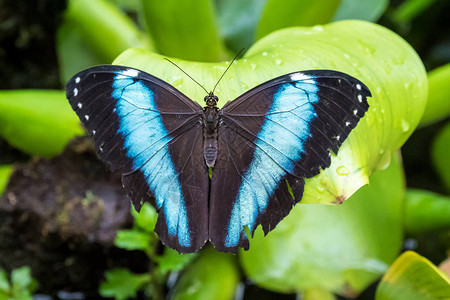 蓝色的摩普蝴蝶或皇帝图片
