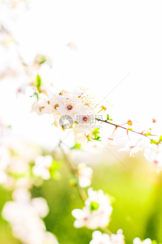 花美梦幻花园自然风光理念樱花春暖花开图片