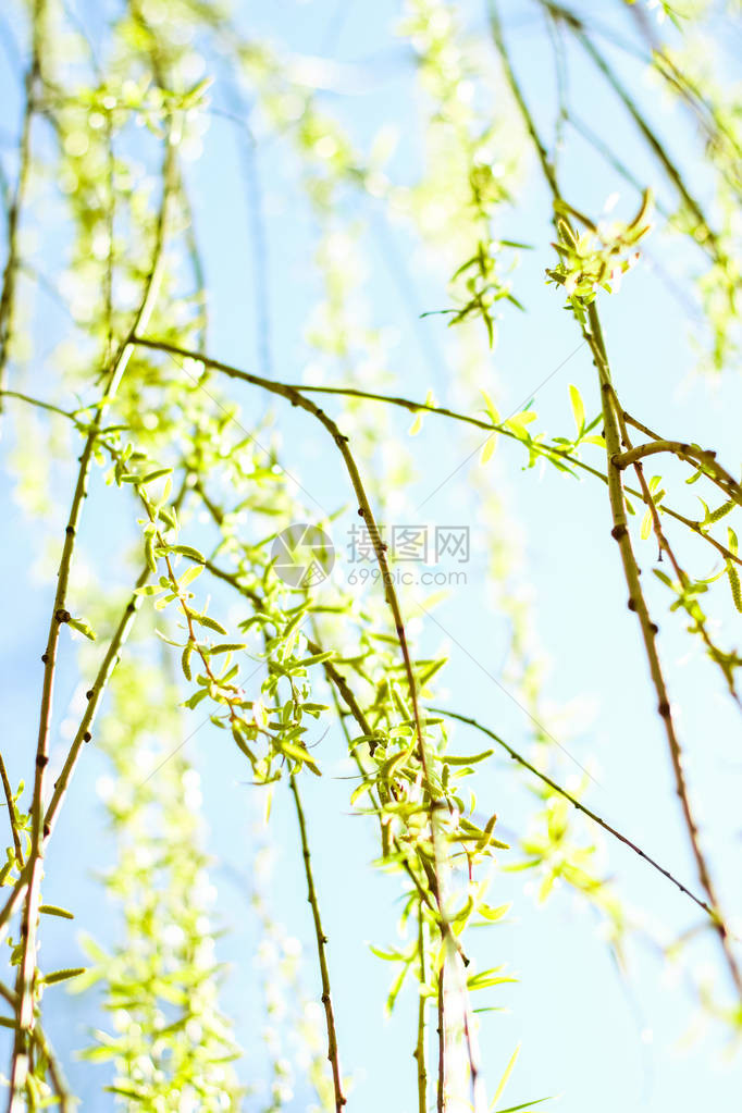 自然环境植物纹理和生物能源概念春天的绿图片