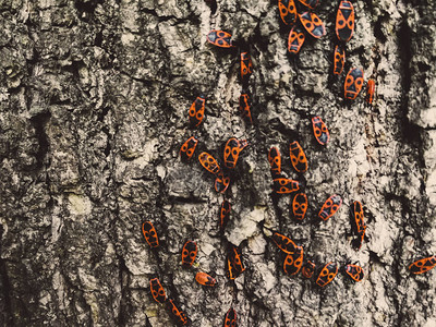 树皮上的红色甲虫图片