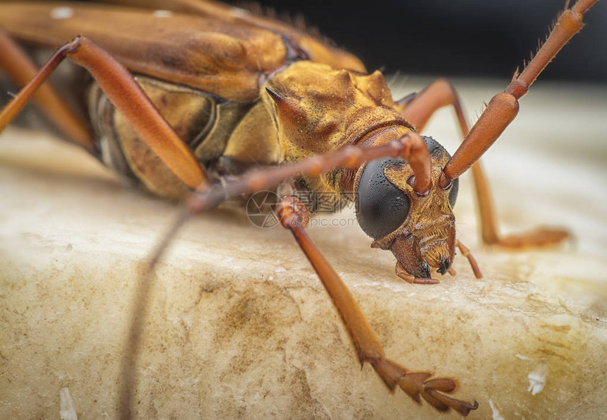 与棕色长角甲虫的特写图片
