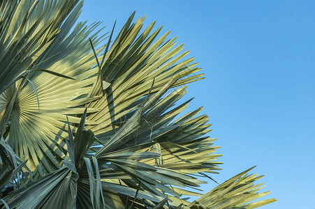热带棕榈叶自然背景自然形态蓝灰图片