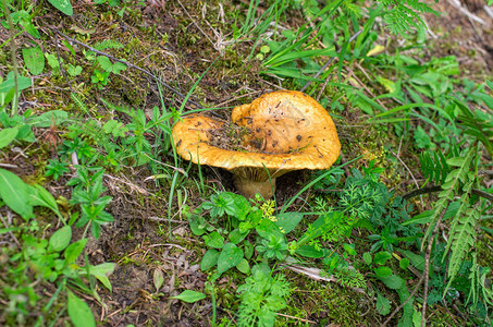 生长在草的特写镜头可食的蘑菇图片