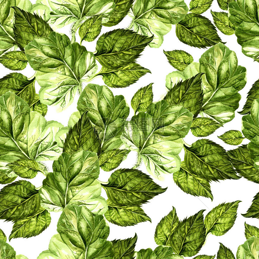 明亮的水彩无缝图案与多汁的绿叶插图图片