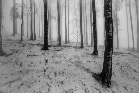 背景有雾的冬季山毛榉林景观图片