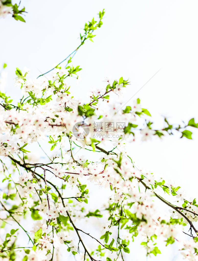 花美梦幻花园自然风光理念樱花春暖花开图片