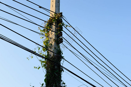 电线杆上的绿色藤蔓植物图片