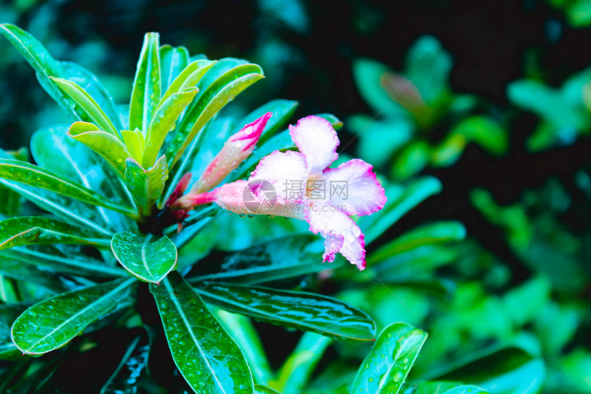 喇叭藤或爬行者Campsisradicans是一种开花植物图片