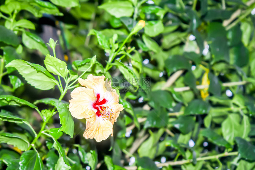 木槿玫瑰锦葵或沙龙玫瑰图片
