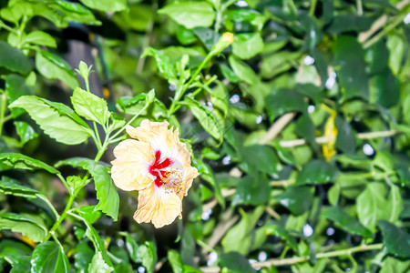 木槿玫瑰锦葵或沙龙玫瑰图片
