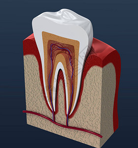 切开的臼齿牙髓内部结构的3d渲染高清图片
