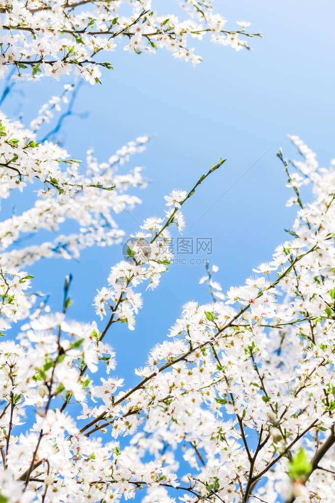 花美梦园与自然风光概念樱花与蓝天白图片