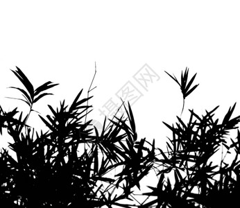 竹叶和树枝白色的黑叶子图片